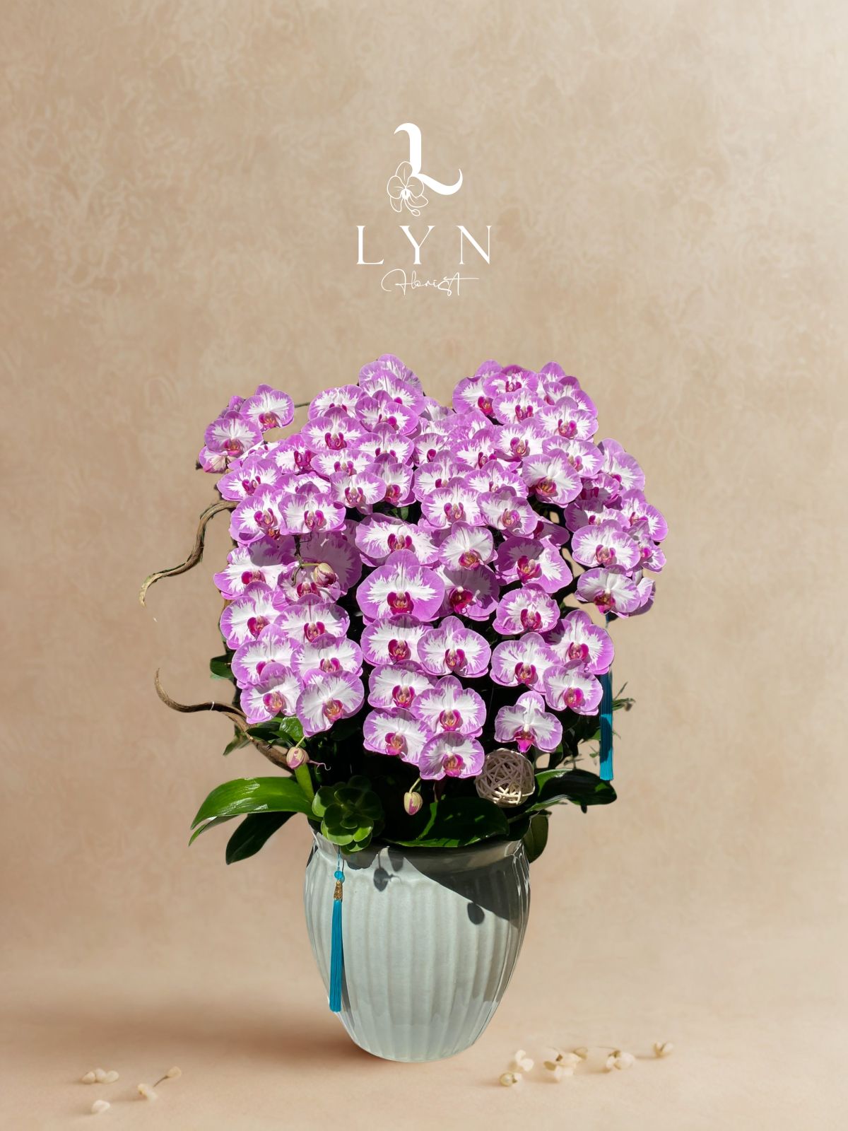 Chậu Hoa Lan Hồng JPM1